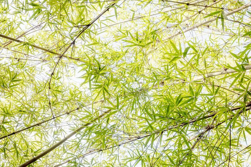 view from bottom up to bamboo leaves, high key by SusaZoom