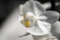 Orchidee macro van Robby Stifter thumbnail