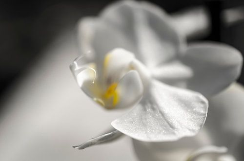 Orchidee macro