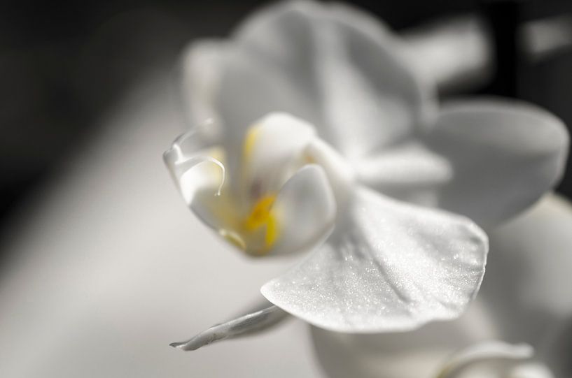 Orchidee macro van Robby Stifter