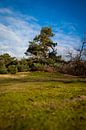Groene boom onder een blauwe lucht. van Adrianne Dieleman thumbnail