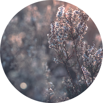 Terletse heide part 15