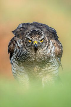 Hawk by Ruben Van Dijk