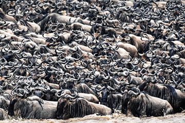 The great migration by GoodMoodPhotos