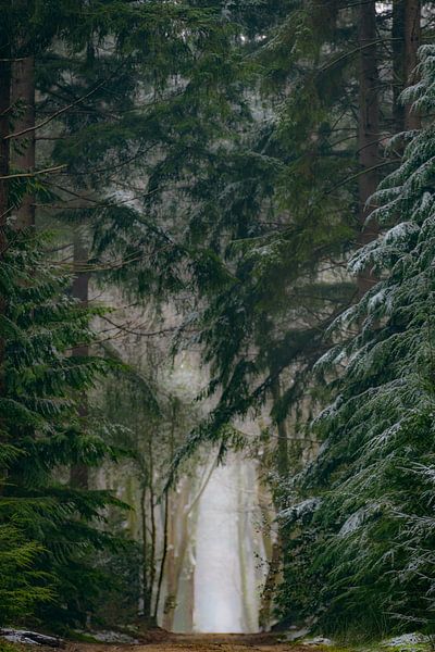 Pad tussen de dennenbomen in het Speulderbos tijdens een koude ochtend in de winter van Sjoerd van der Wal Fotografie