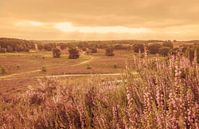 Zonsopkomst Brunssummerheide van John Kreukniet thumbnail