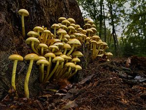 Back of stump mushrooms