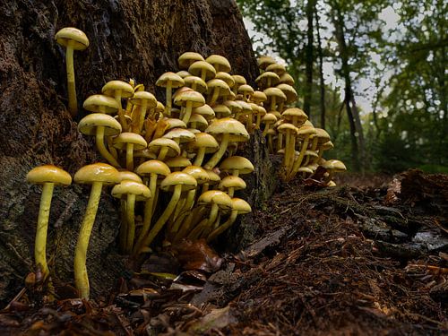 Back of stump mushrooms