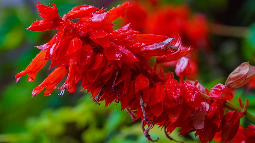 Madeira - Funchal - Huge red flower blooming - Lamiaceae Brasil by adventure-photos