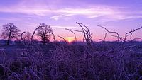 Sonnenaufgang bei Frost von Henk Schaap Miniaturansicht