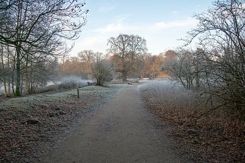 nevelig bos in opkomende zon in de Bilt