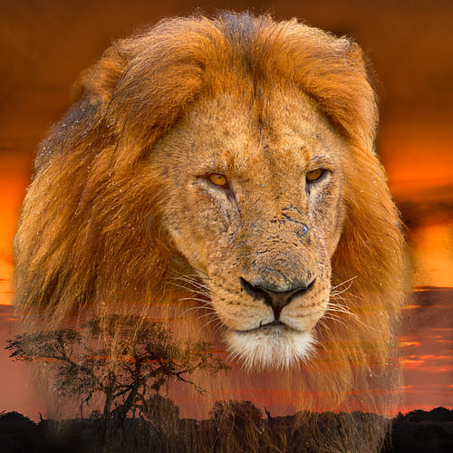 Male Lion Portrait Double Exposure with African Sunset Landscape