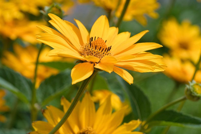 Topinambour, tournesol sauvage jaune en gros plan par Jolanda de Jong-Jansen