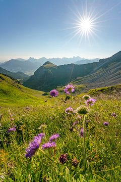 Vue fleurie sur les montagnes de Tannheim sur Leo Schindzielorz