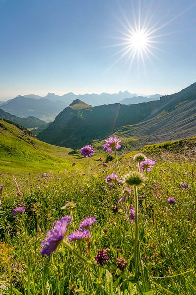 Flowery view of the Tannheim mountains by Leo Schindzielorz