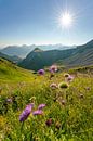Flowery view of the Tannheim mountains by Leo Schindzielorz thumbnail