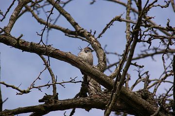 mus in de takken van de boom