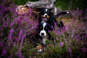 Two puppies in the heath