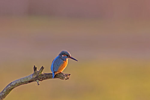 vogels