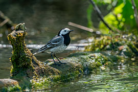 La petite danseuse de la rivière d''