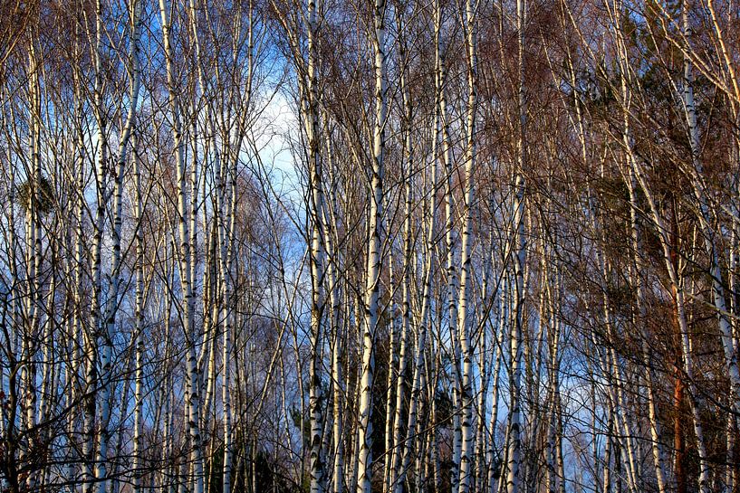 Birch Forest by Thomas Jäger