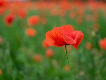 Klaproos (papaver) van Suzan Brands