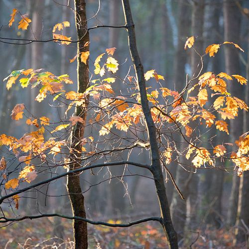 Herfst
