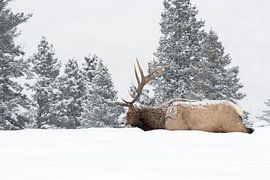 Elk ( Cervus canadensis ), bull in winter, walking through deep snow, Yellowstone NP, Wyoming,USA. by wunderbare Erde