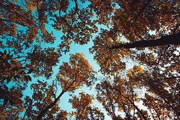 Omhoog kijken naar boomtoppen in het herfstbos van Andreea Eva Herczegh