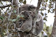 Een baby koala en moeder zittend in een gombomenboom op Magnetic Island, Queensland Australië van Frank Fichtmüller thumbnail
