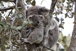 A baby koala and mother sitting in a gum tree on Magnetic Island, Queensland Australia
