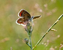 Bruin Blauwtje in het zonlicht by Lisa-Valerie Gerritsen