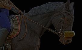 Training with the Bayer black horse Baveria on a riding arena in autumn