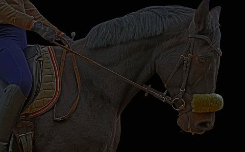Training met het Beierse zwarte paard Baveria op een rijbak in de herfst