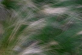 GRÄSER 11 von Miroslav Ptacek