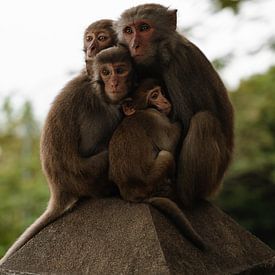 De apenfamilie - Da Nang, Vietnam van Ian Schepers