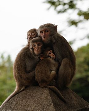 De apenfamilie - Da Nang, Vietnam