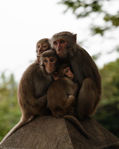 Die Affenfamilie - Da Nang, Vietnam von Ian Schepers