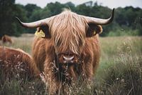 Schotse hooglander
