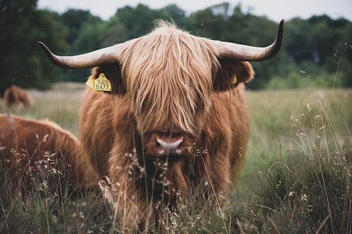 Highlander écossais