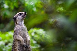 Close-up van een stokstaartje ( meerkat ) van Chihong