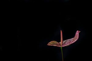 Anthurium van arjan doornbos