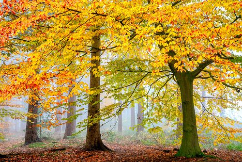 Una Foresta Particulare