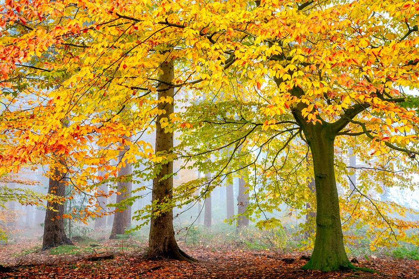 Una Foresta Particulare von Lars van de Goor