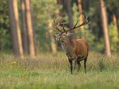 Red deer by Jerry Bouwmeester thumbnail
