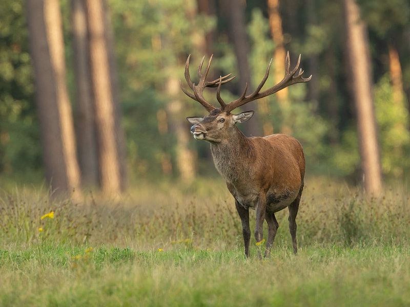 Red deer by Jerry Bouwmeester