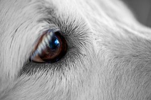 gros plan Labrador