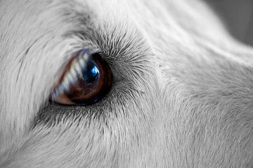 close-up Labrador van Jan Fritz