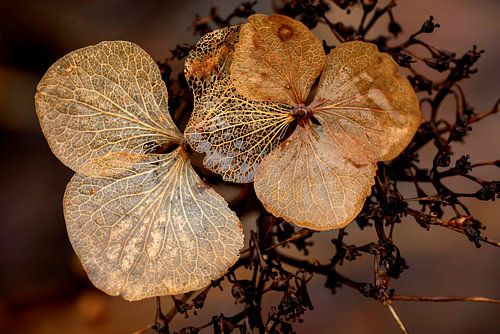 Hortensia in de nadagen. Bruin en aardetinten.
