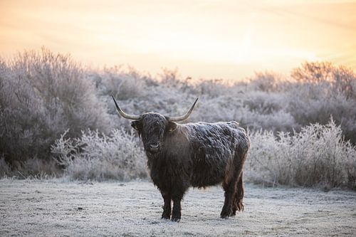 Schotse Hooglander